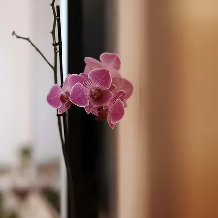 Antonio アパート トロギール